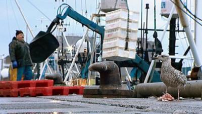 Fishing boat lands a catch in harbour