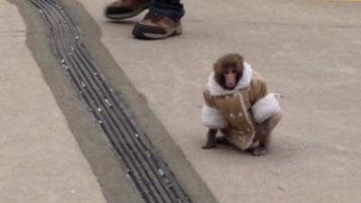 Monkey in a jacket