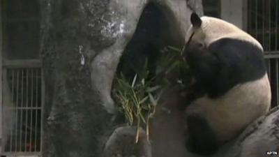 A panda at a zoo in Fu Zhou