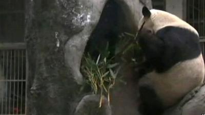A panda at a zoo in Fu Zhou