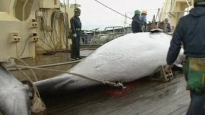 A whale onboard a Japanese whaling ship