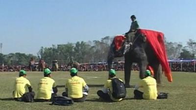 Elephant at contest