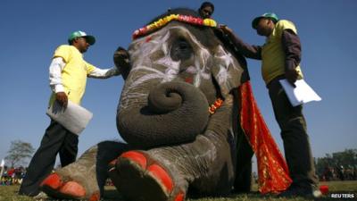 Elephant beauty pageant