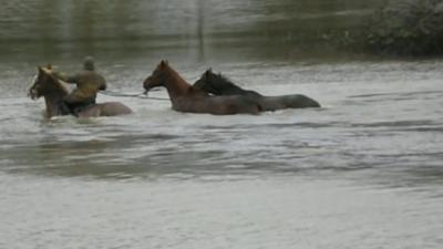 Watch the horses being rescued...
