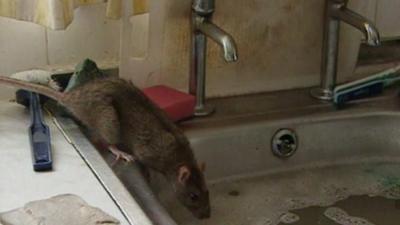 Rat near kitchen sink