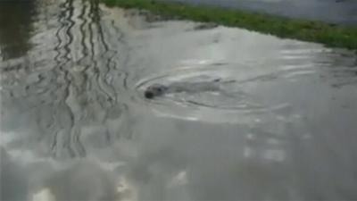 Grey seal in Stourport-on-Severn