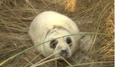 Seal pup at Horsey Beach in Norfolk