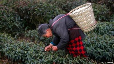 A worker at a Chinese tea plantation