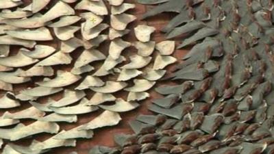 Shark fins