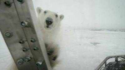 Polar bear in Arctic