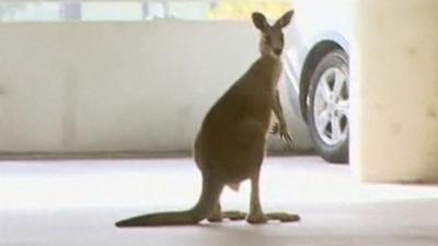 The kangaroo in the car park