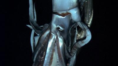 Giant squid