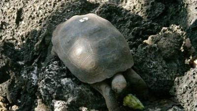 A giant tortoise