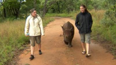 Wildlife conservationists walking alongside an orphaned rhino