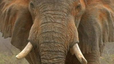 Elephant in Kenya