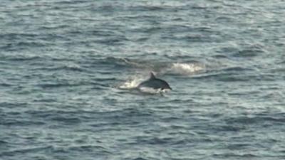 Dolphin off Welsh coast
