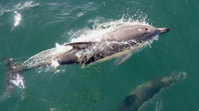 Common dolphin