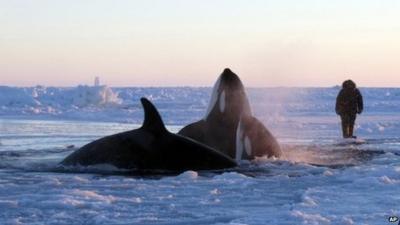 Killer whales surface through a small hole in the ice near Inukjuak, in Northern Quebec on 8 January 2013