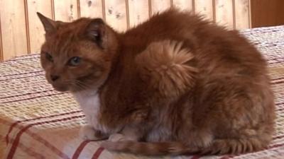 Margaret the cat from Stamford Bridge