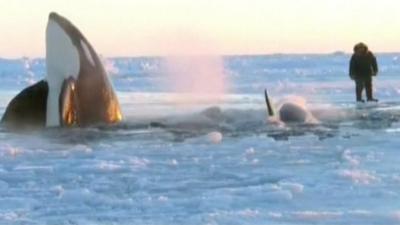 Killer whales come up for air off Hudson Bay