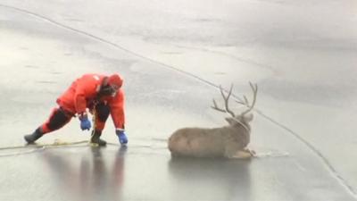 Rescue worker helping deer on lake