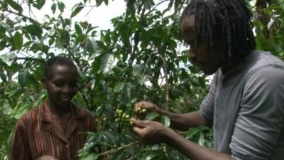 Roberts Mbabzi selecting coffee beans