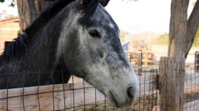 A horse in California