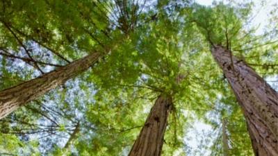 Forest canopy