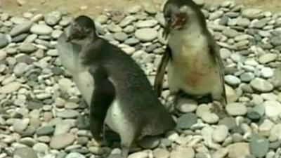 Young Humboldt penguins