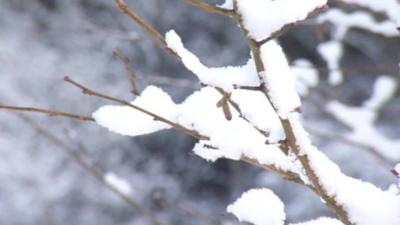 Snow on branches