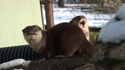 Otters