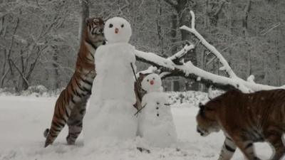Tigers and snowmen