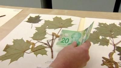 Canadian bank note compared to Maple leaves