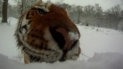 Tiger in snow