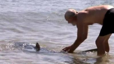 Shark