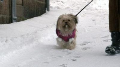 Dog walking on snow covered pavement