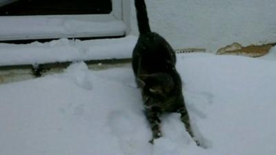 Cat in snow