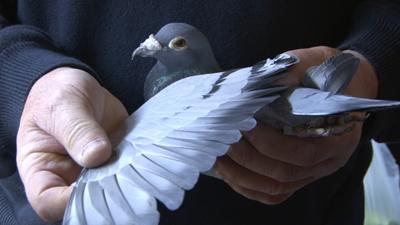 Man holding a pigeon