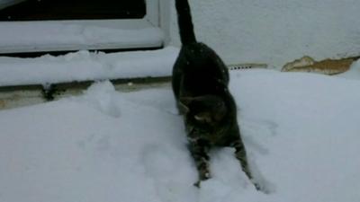 Cat in snow