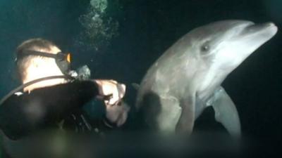 A diver swimming next to a dolphin