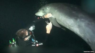 A trapped dolphin is cut free by a diver