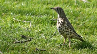 Mistle thrush