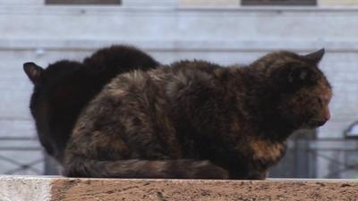 Cat sanctuary in Rome