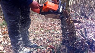 Wood cutter illegally cuts down a tree near Katerini. Jan 2013