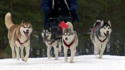 Huskies pull a sledge