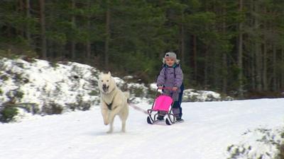 Husky pulls a girl on a sledge