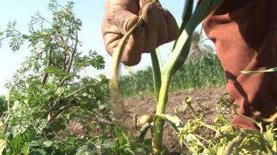 Farming by hand