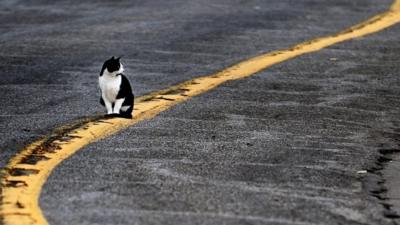 A cat sits on a painted road stripe