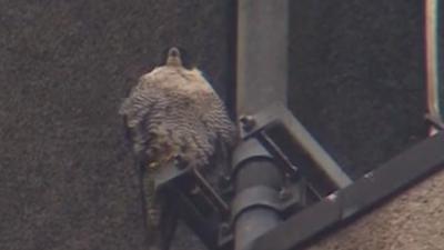 Winchester Police Station falcons get new nesting box