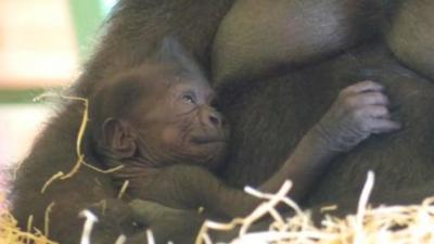 Baby lowland gorilla